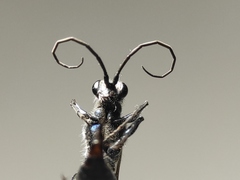 Trirogma caerulea
