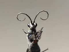 Trirogma caerulea