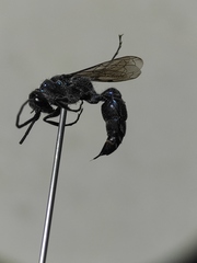 Trirogma caerulea