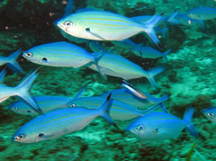 Caesio varilineata