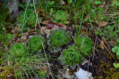 Sempervivum heuffelii