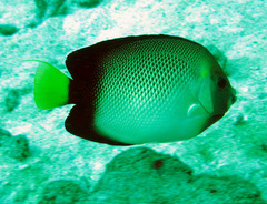 Apolemichthys xanthurus