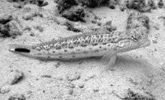 Parapercis hexophtalma
