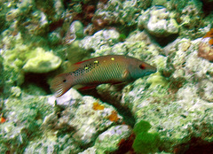 Bodianus diana