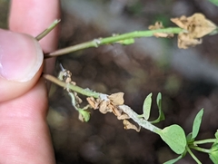 Podosphaera euphorbiae