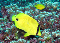 Chaetodon andamanensis