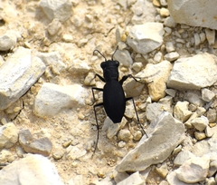 Dromochorus belfragei