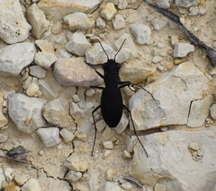 Dromochorus belfragei