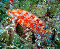 Cephalopholis miniata