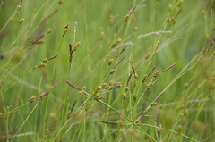 Carex panicea