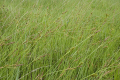 Carex panicea