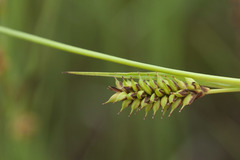 Carex panicea