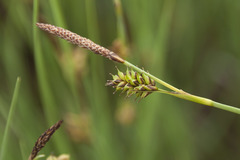 Carex panicea