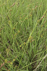 Carex panicea