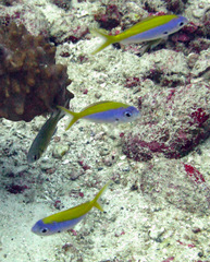 Caesio xanthonota