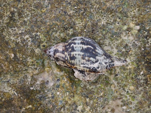 Fasciolaria tulipa