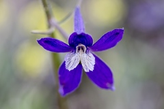 Delphinium sutherlandii