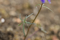 Delphinium sutherlandii