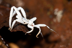 Saicinae