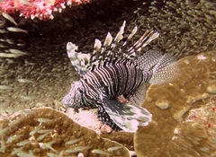 Pterois