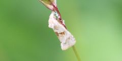 Cochylimorpha straminea