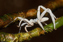 Saicinae