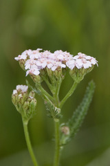 Achillea aspleniifolia