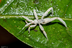 Saicinae