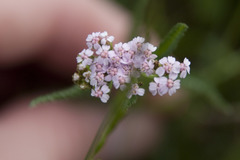 Achillea aspleniifolia