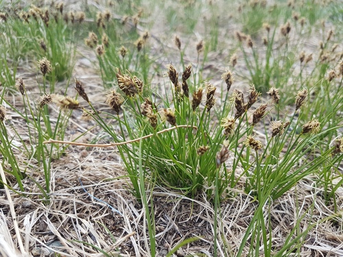 Carex duriuscula