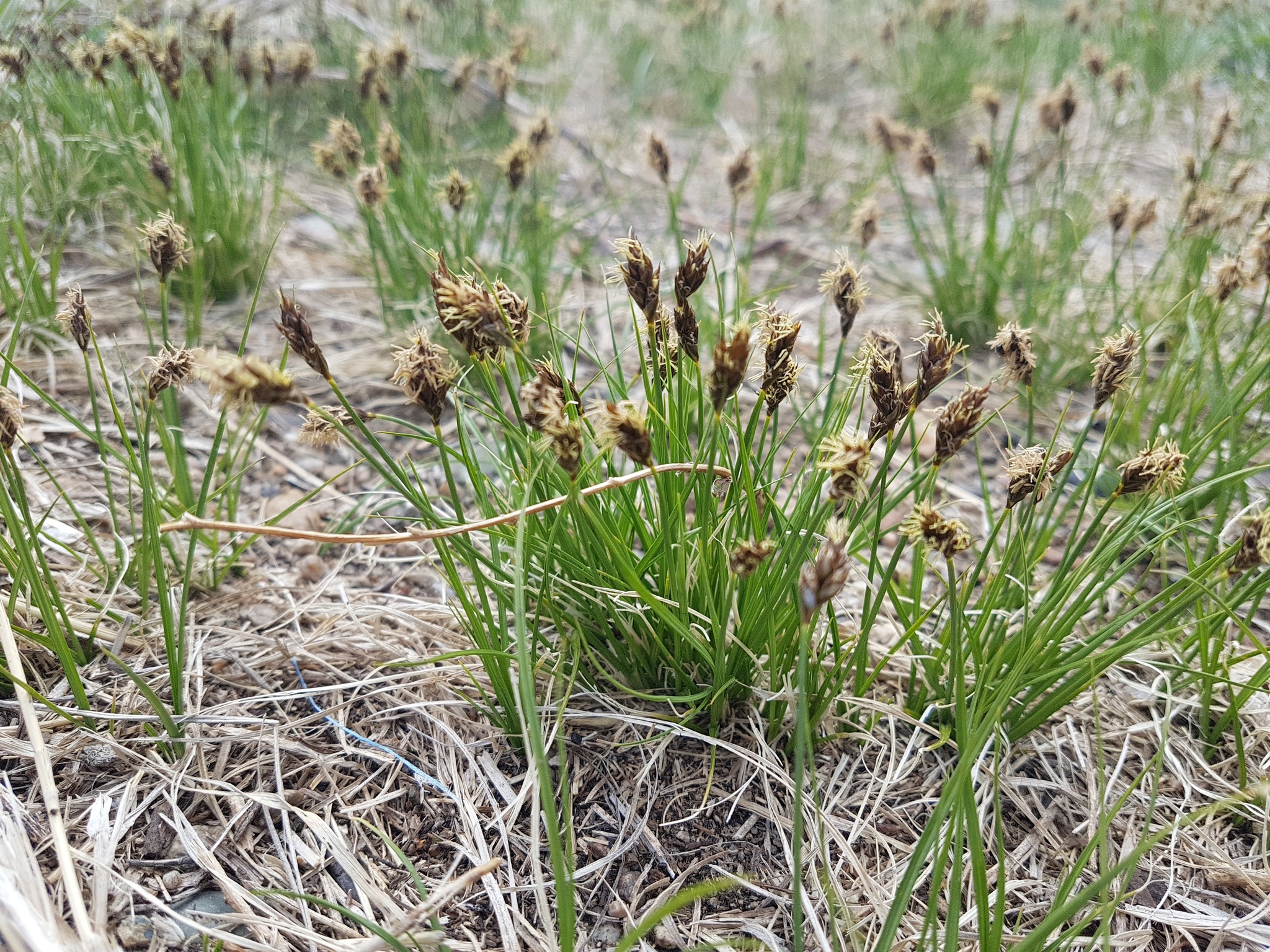 Carex duriuscula