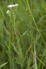 Achillea aspleniifolia