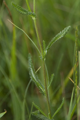 Achillea aspleniifolia