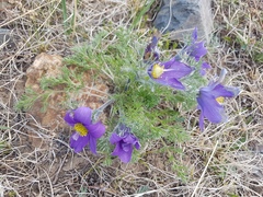 Pulsatilla tenuiloba