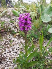 Dactylorhiza purpurella