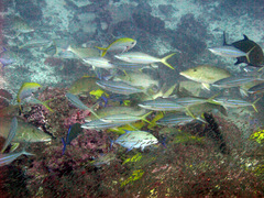 Elagatis bipinnulata