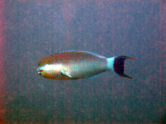 Chlorurus strongylocephalus