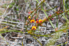 Daviesia triflora