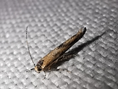 Coccidiphila danilevskyi