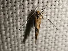 Coccidiphila danilevskyi