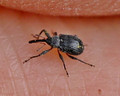 Anthonomus rubi