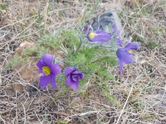 Pulsatilla tenuiloba