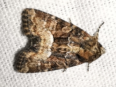Oligia latruncula