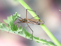 Nephrotoma pratensis