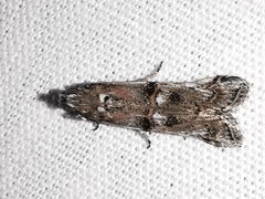 Pempelia palumbella