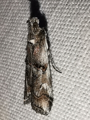 Pempelia palumbella