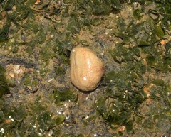 Arcopsis adamsi