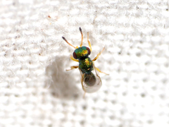 Mesopolobus tibialis