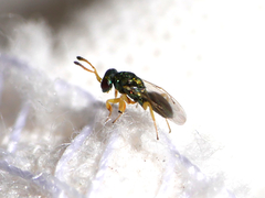 Mesopolobus tibialis