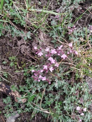 Thymus extremus